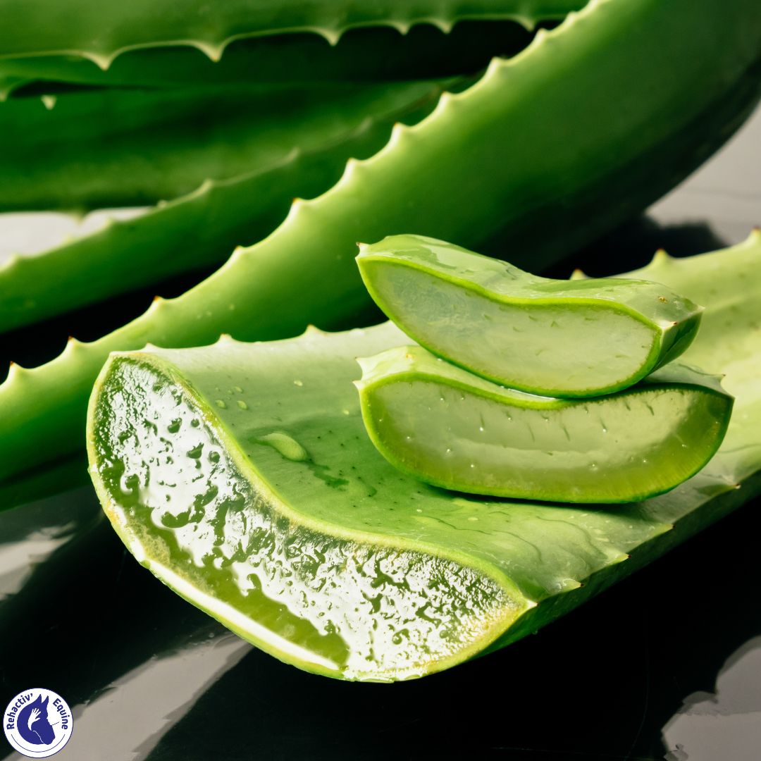 Aloe vera rehactiv'Equine