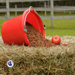 Déterminer la ration de son cheval