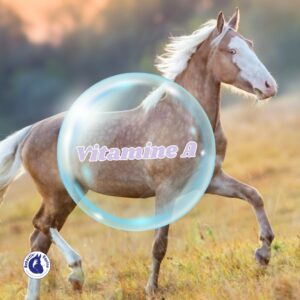 vitamine A pour le cheval