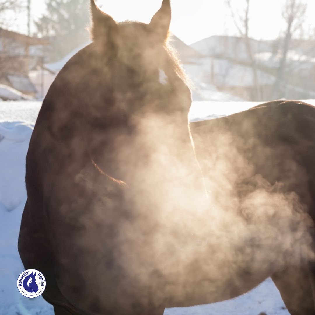 Poumons de votre cheval en hiver