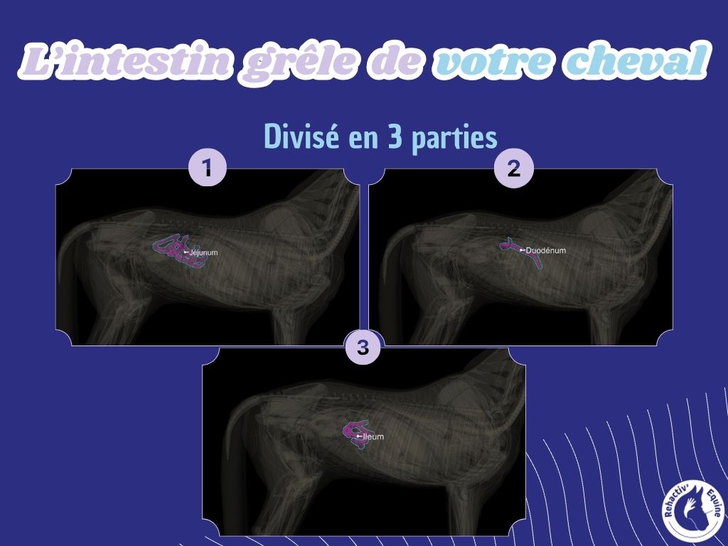 l'intestin grêle de votre cheval