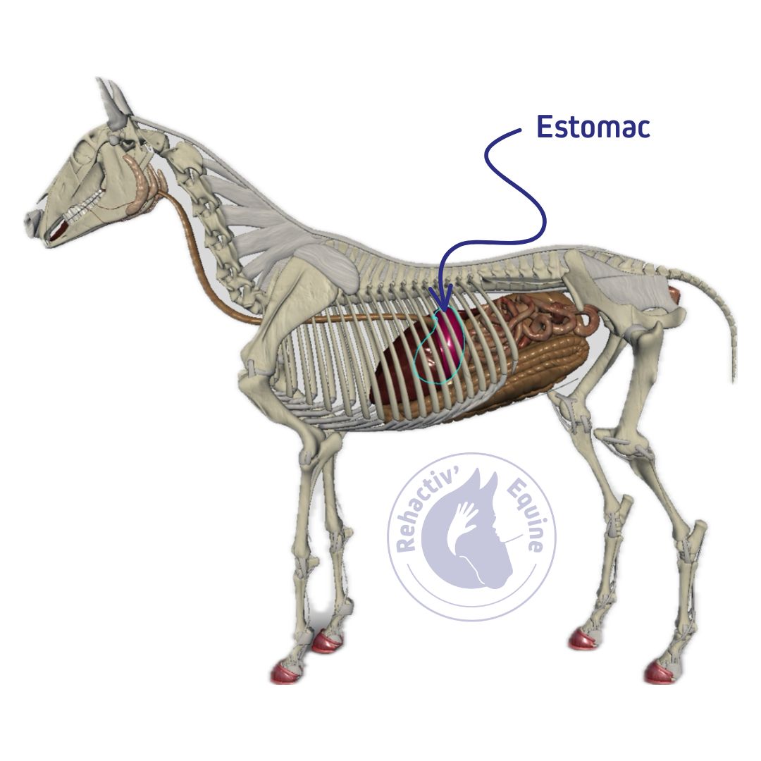 Estomac cheval