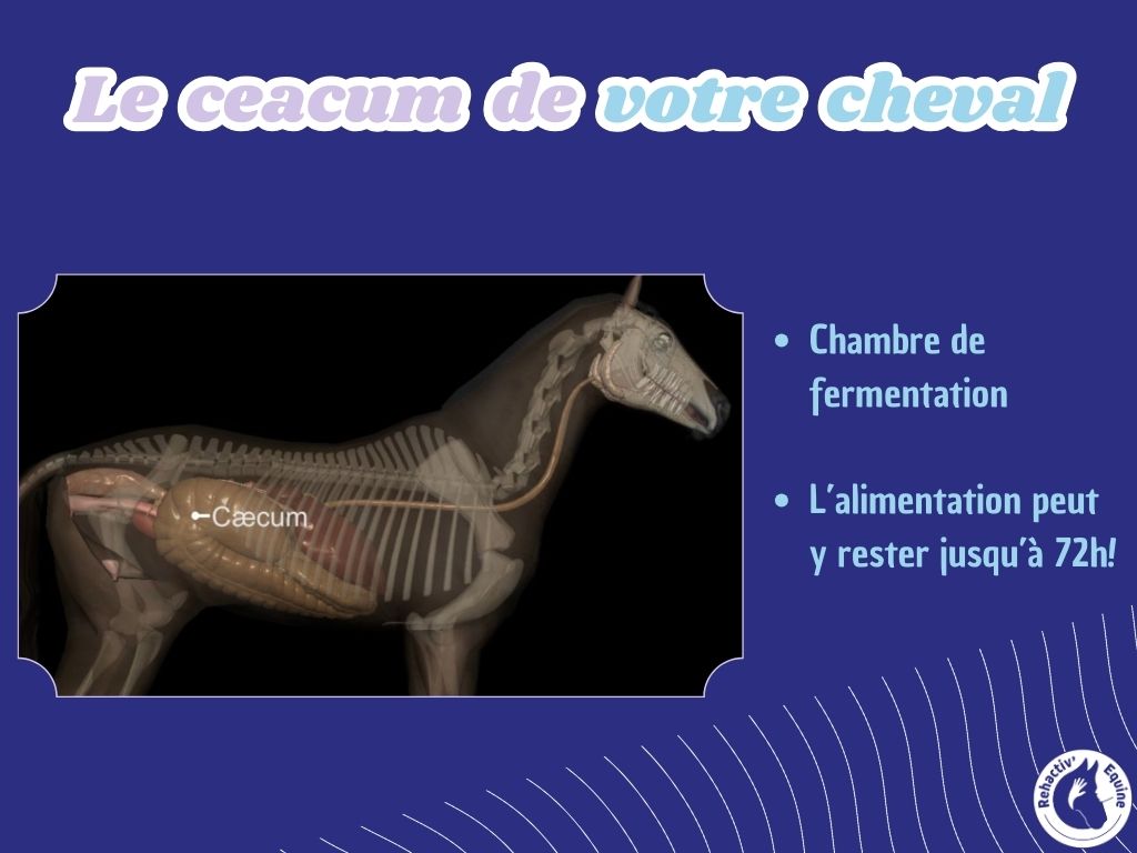 gros intestin de votre cheval
