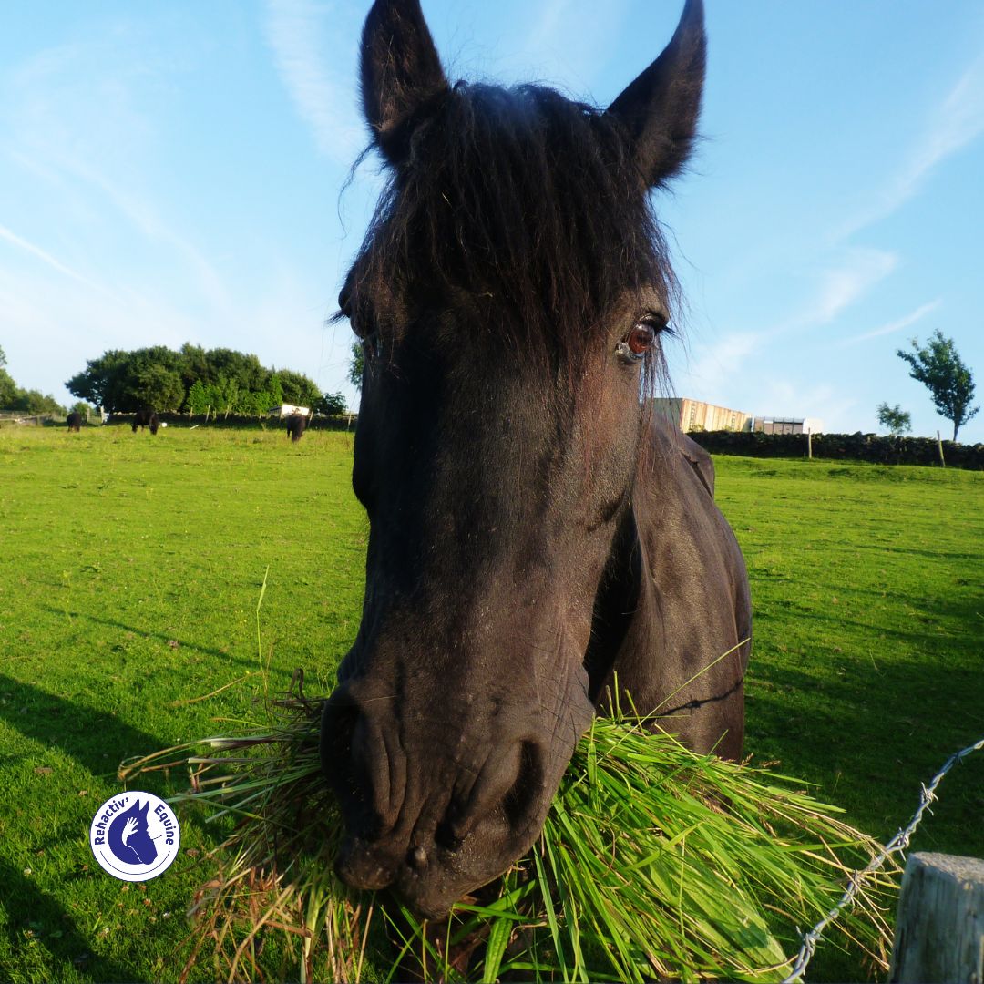 alimentation du cheval