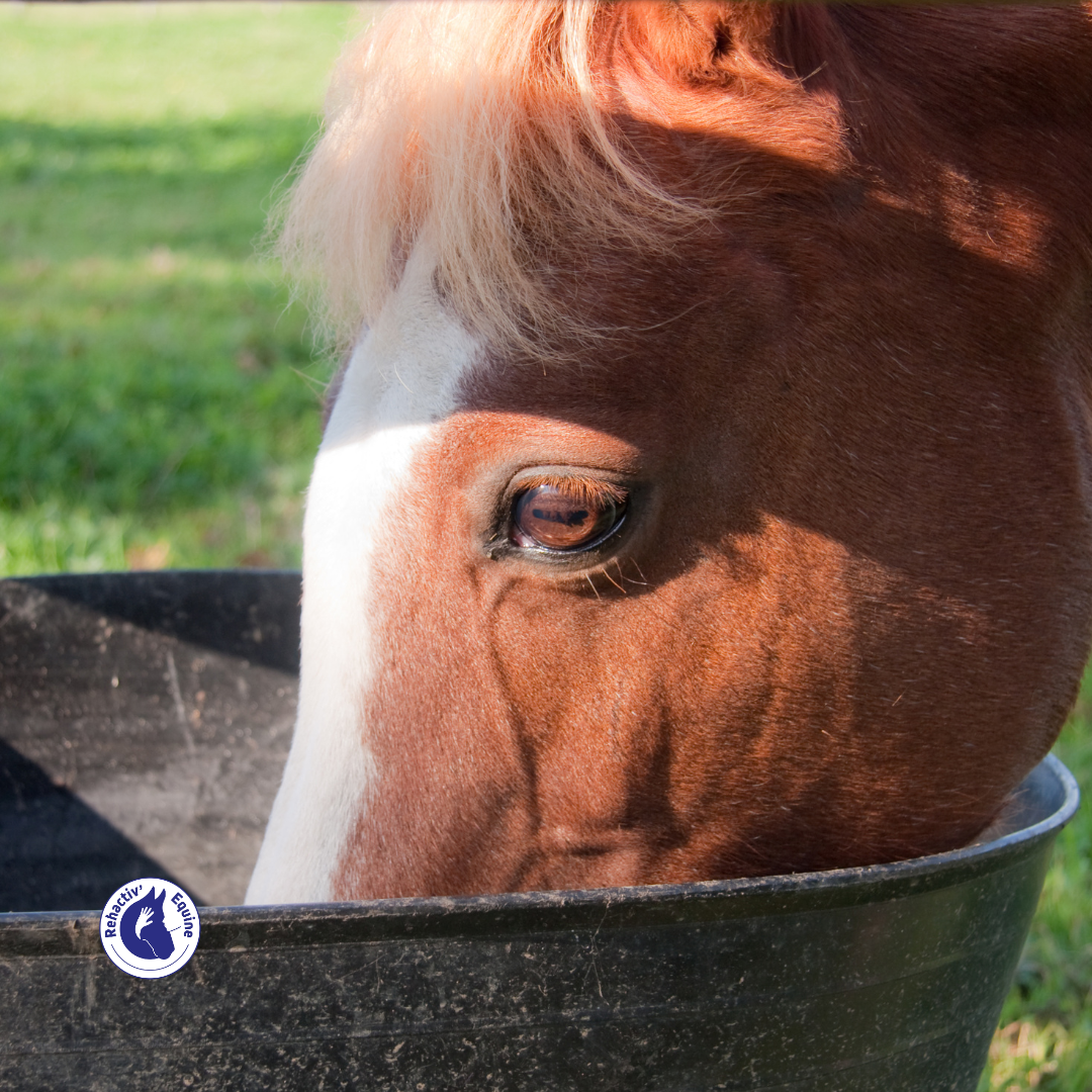 conservateurs naturels dans l'alimentation du cheval