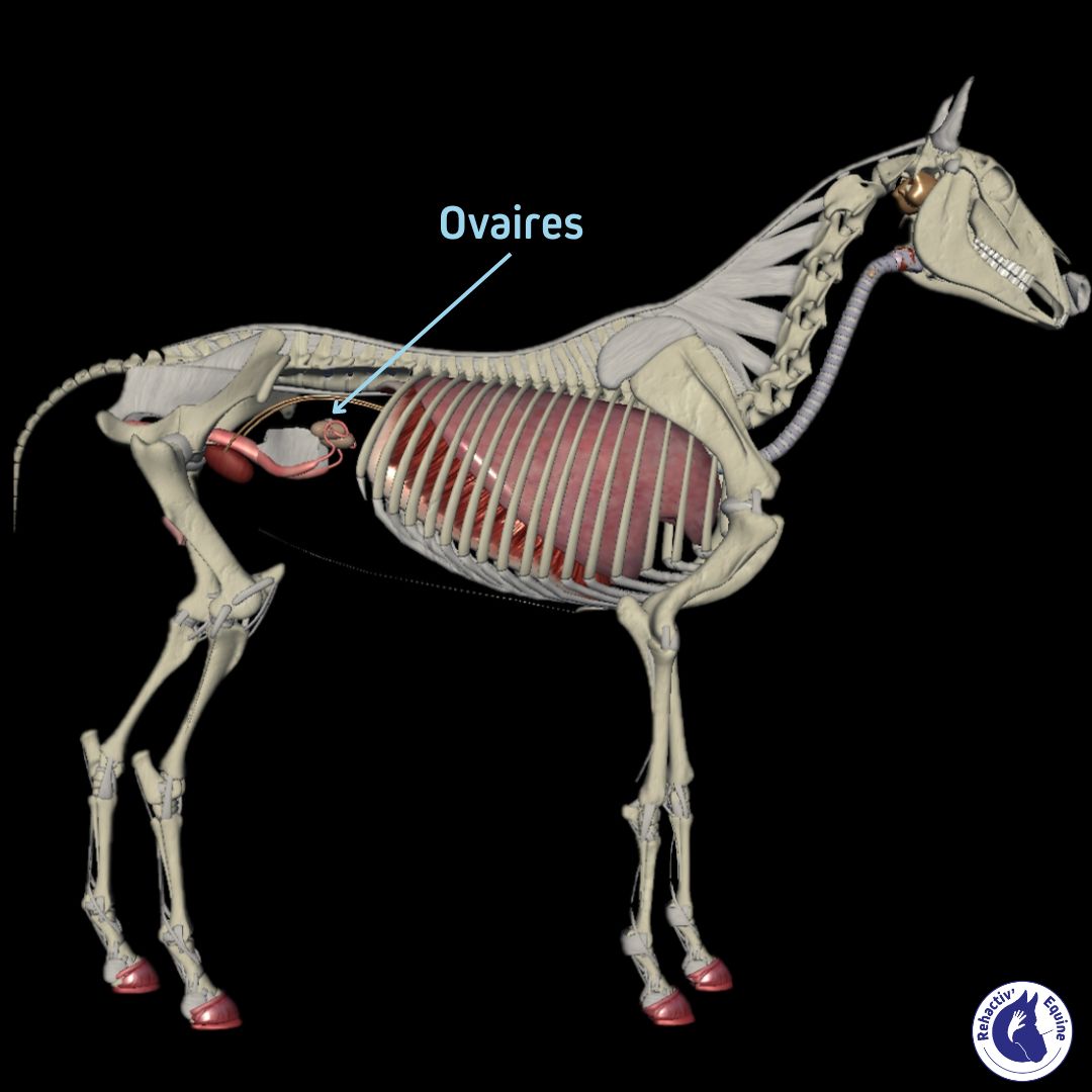 Douleurs ovarienne chez la jument