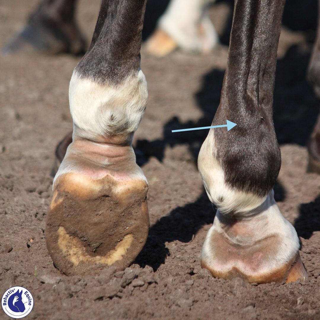 Molettes du cheval