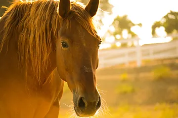 Cheval alezan boiteux