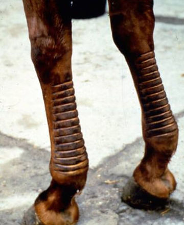 Pointes de feu pour tendinite du cheval