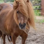 Poney shetland présentant un risque de fourbure