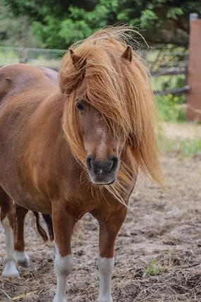 Poney shetland présentant un risque de fourbure