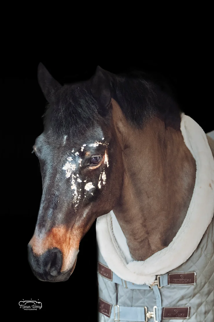 Cheval couvert contre le froid