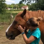 Le masseter du cheval