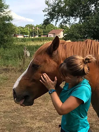 Le masseter du cheval