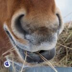 nourrir son cheval