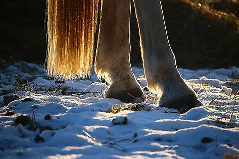 postérieures d'un cheval blanc dans la neige