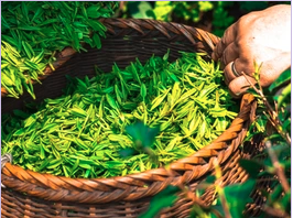 des-plantes-aux-vertus-antioxydantes-ou-anti-inflammatoires