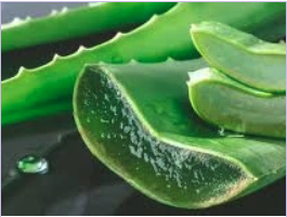 l-aloe-vera-la-plante-aux-milles-vertus