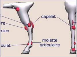 molettes-et-vessigons