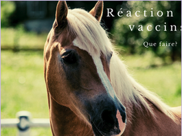 votre-cheval-reagit-aux-vaccins-voici-quelques-conseils-pour-l-aider