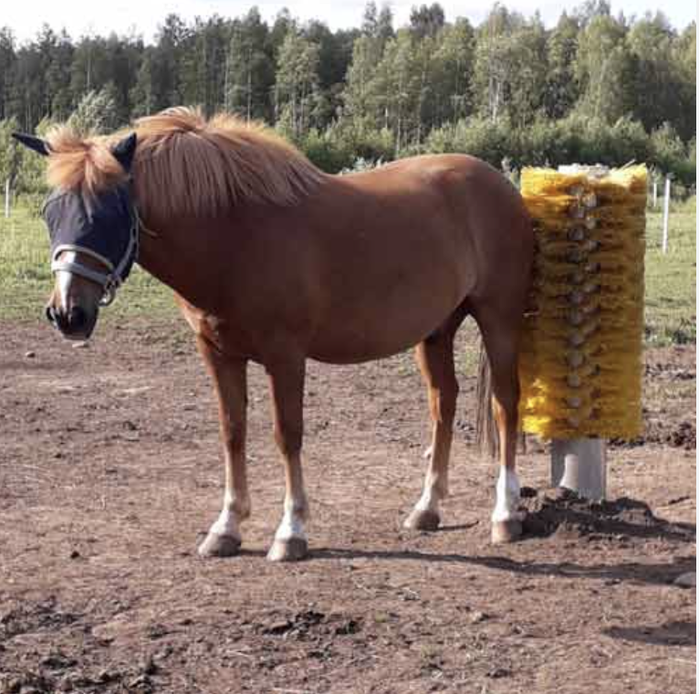 Brosse automatique pour le bien-être du cheval