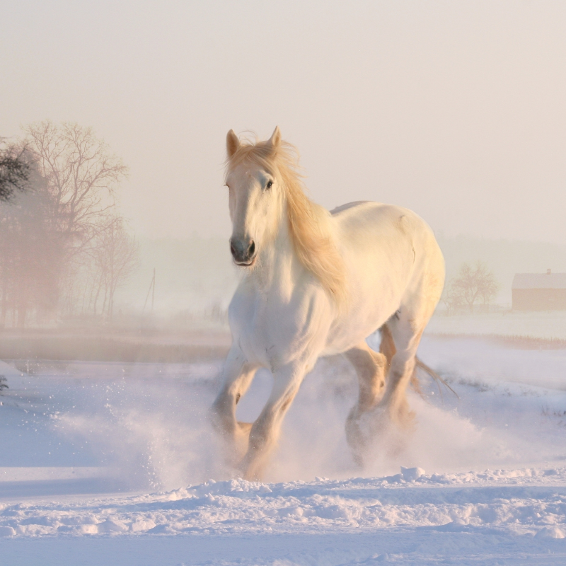 Cheval dans la neige