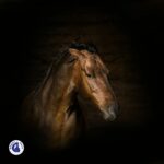 Cheval bai présentant des signes d'agressivité