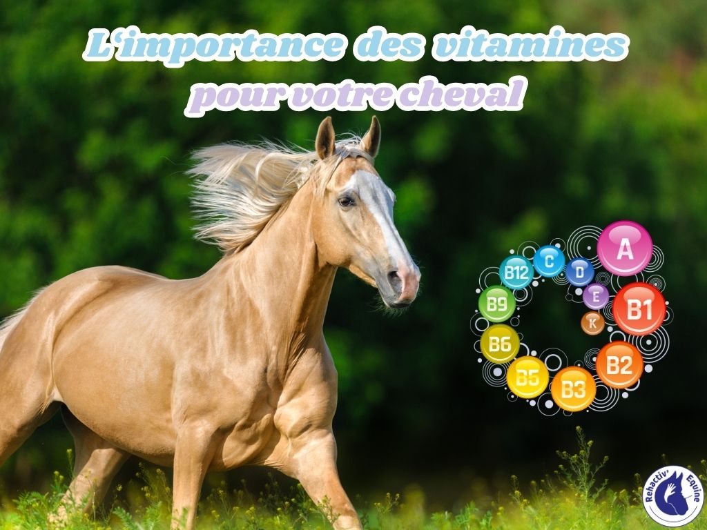 Webinaire Rehactiv’Equine intitulé "l'importance des vitamines et minéraux pour votre cheval"