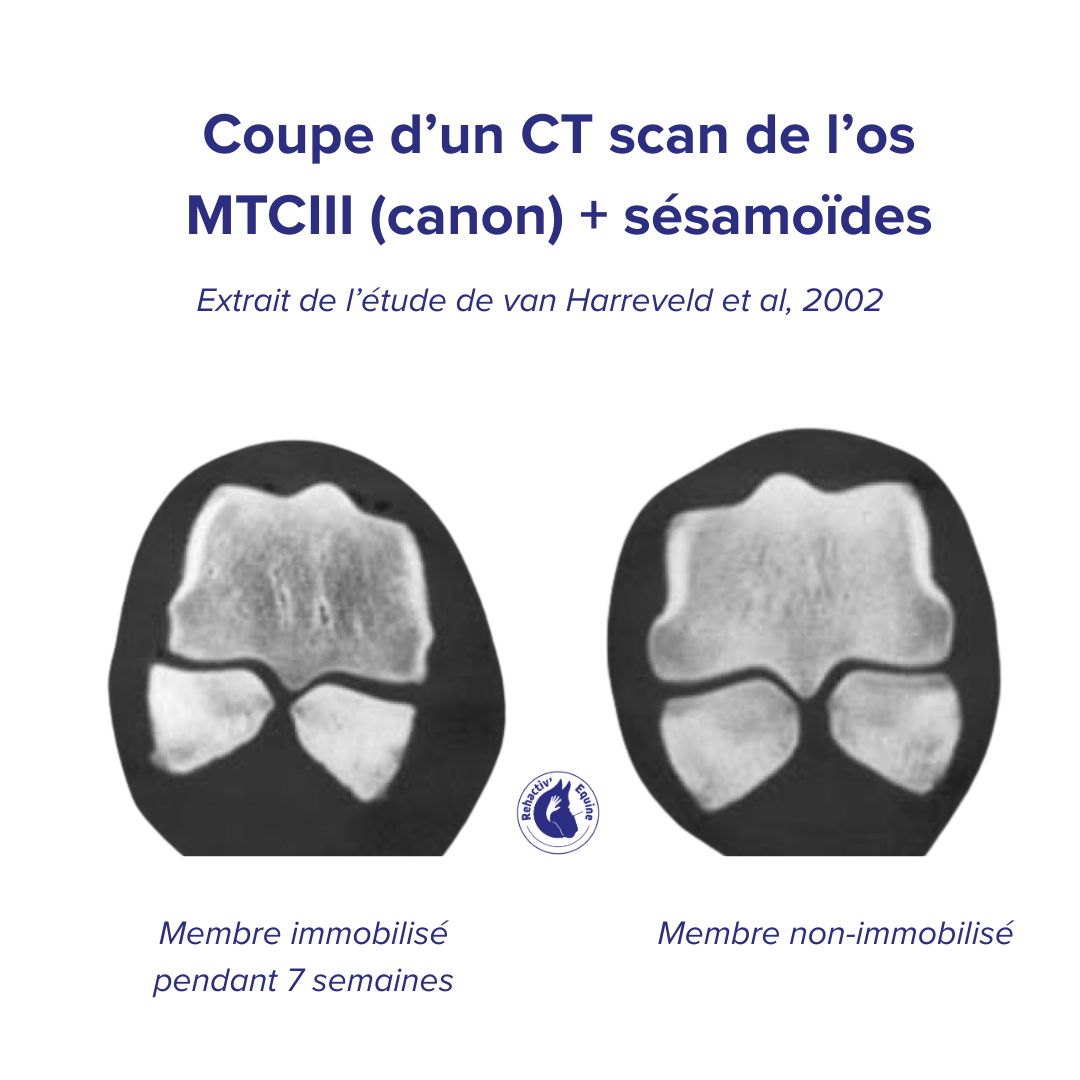 immobilisation du boulet d'un cheval