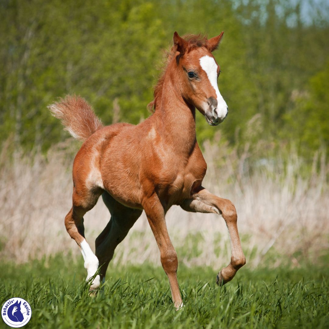 Poulain qui galope : travail du jeune cheval