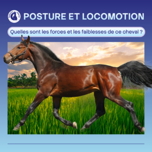 L'hyper extension dorsale chez le cheval