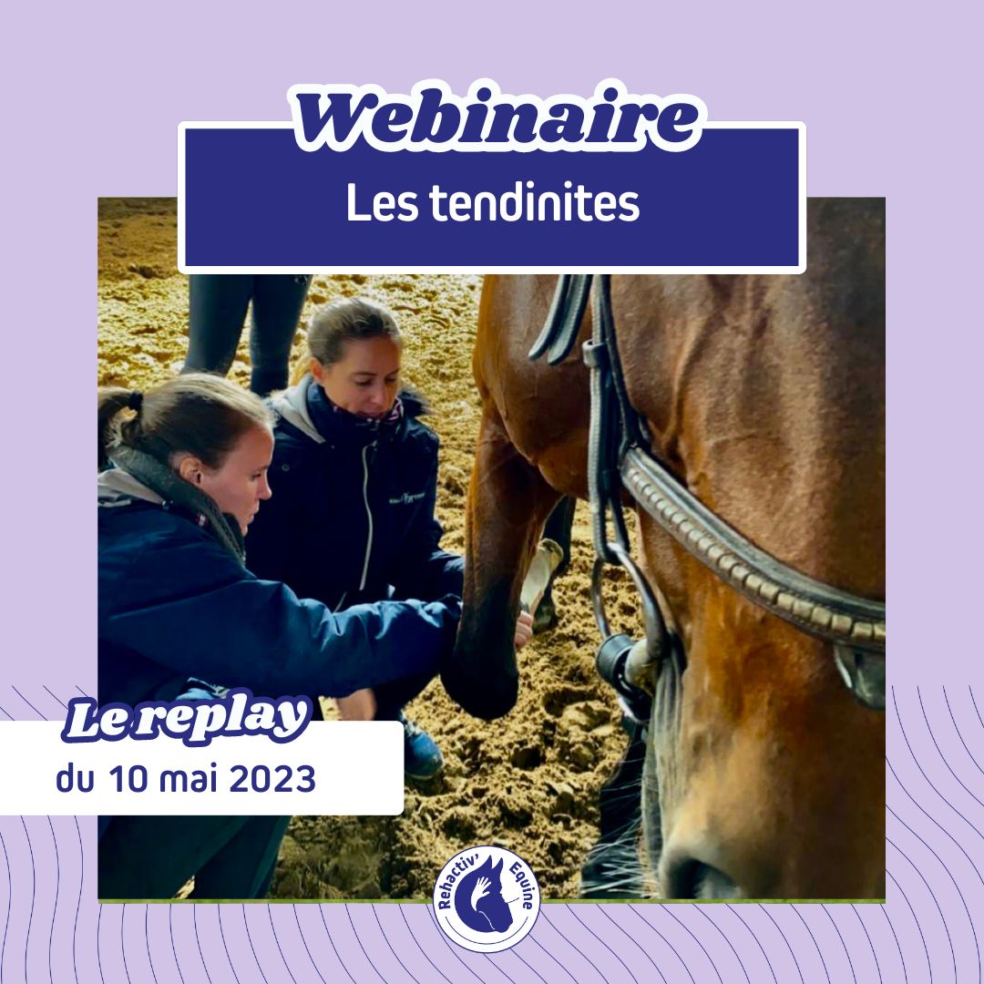Webinaire Rehactiv'Equine intitulé "Les tendinites chez le cheval"