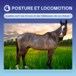 Coup de hache chez le cheval