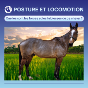 Coup de hache chez le cheval