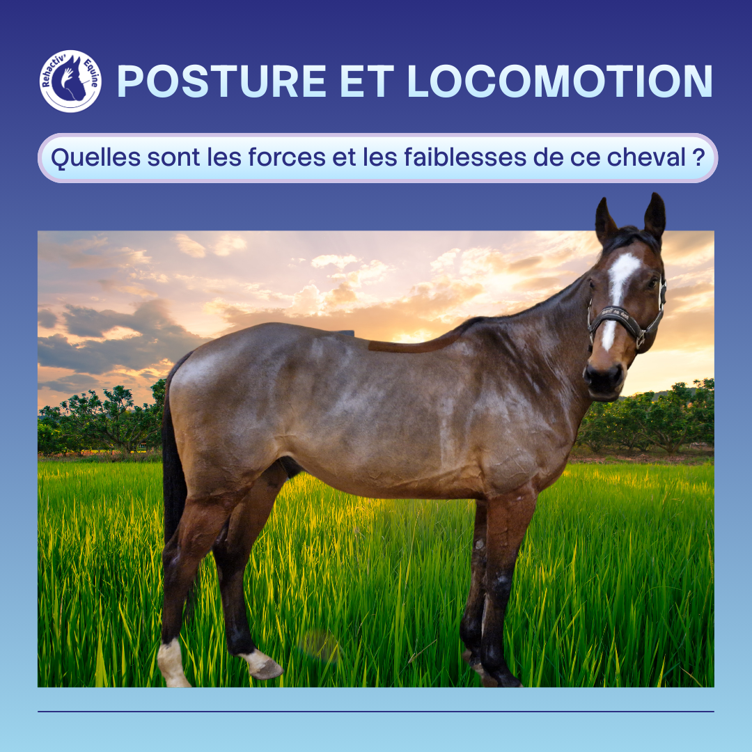 Coup de hache chez le cheval