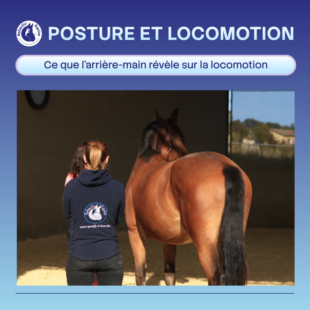 L'arrière main pendant la locomotion