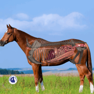 Vidéo système digestif du cheval