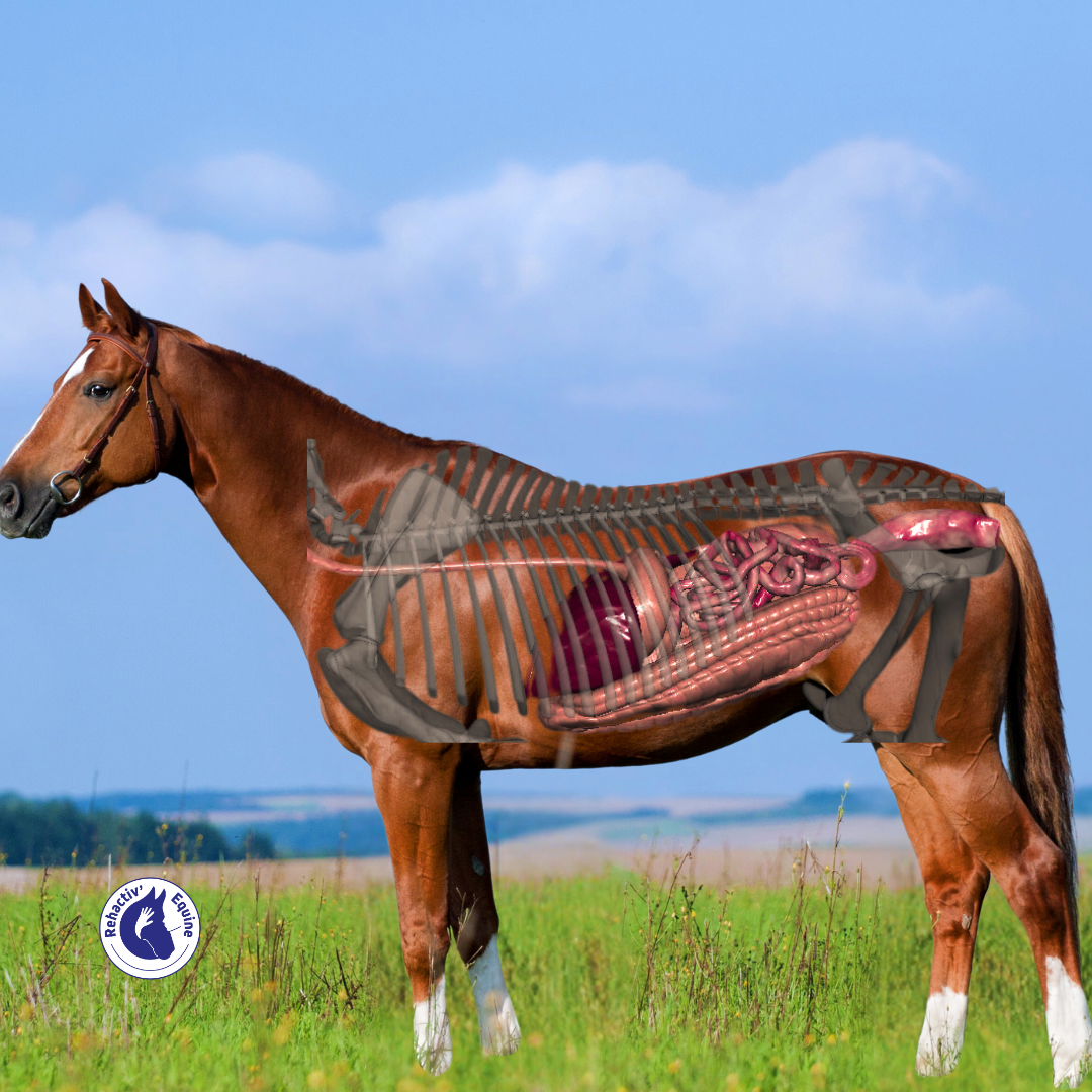 Vidéo système digestif du cheval