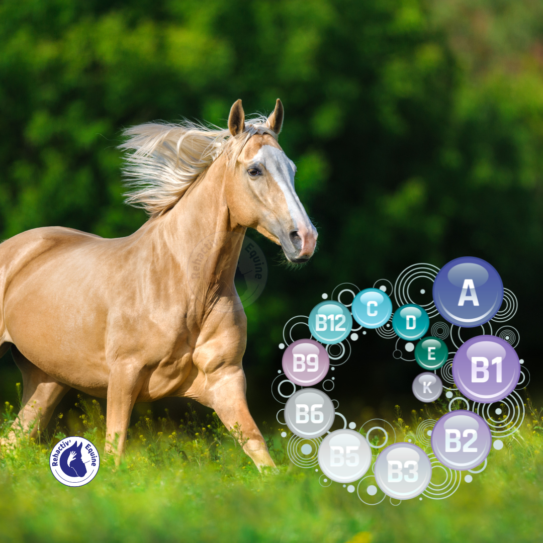 Les vitamines pour votre cheval