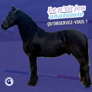Cheval campé à cause d'arthrose des jarrets