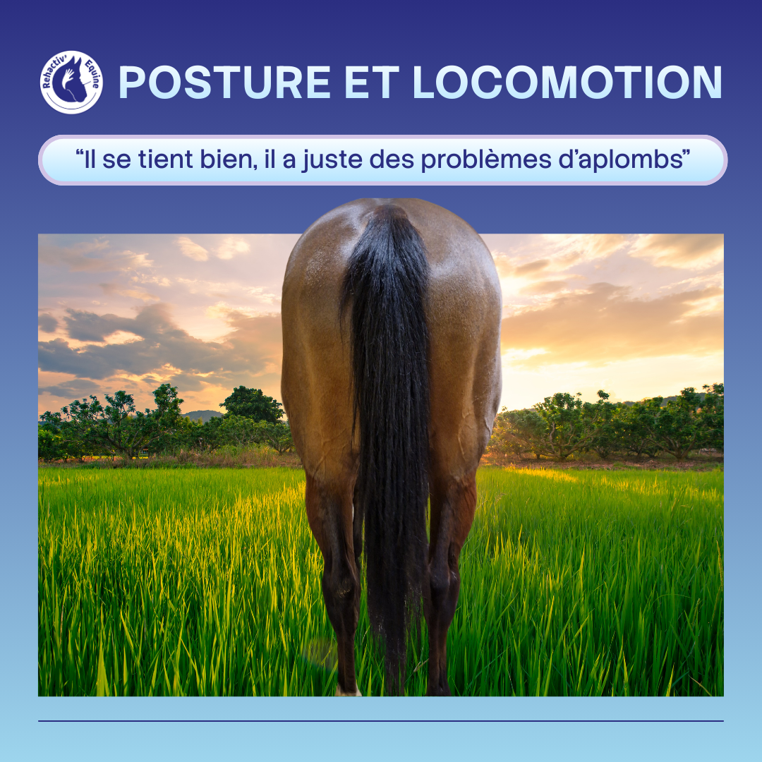 Appui au sol et aplombs