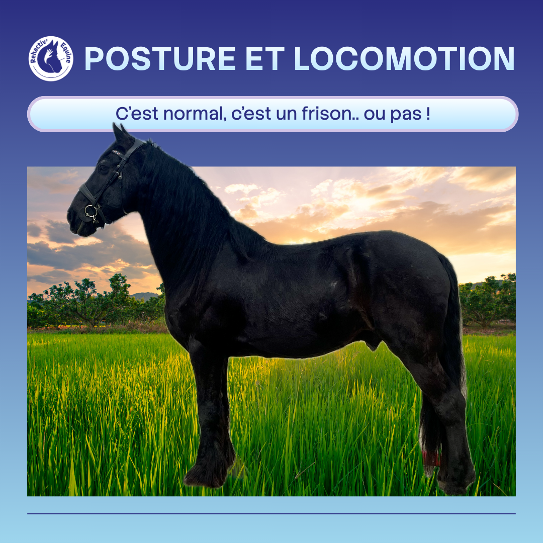 Arthrose des jarrets (2)