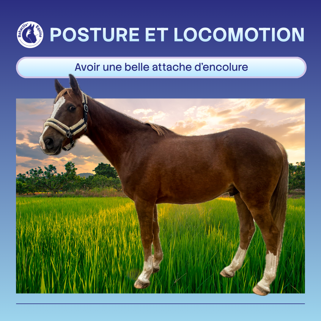 Muscler les trapezes