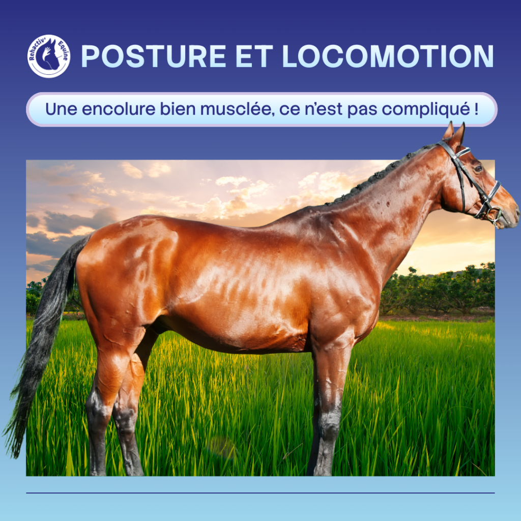 Renforcer l'encolure du cheval