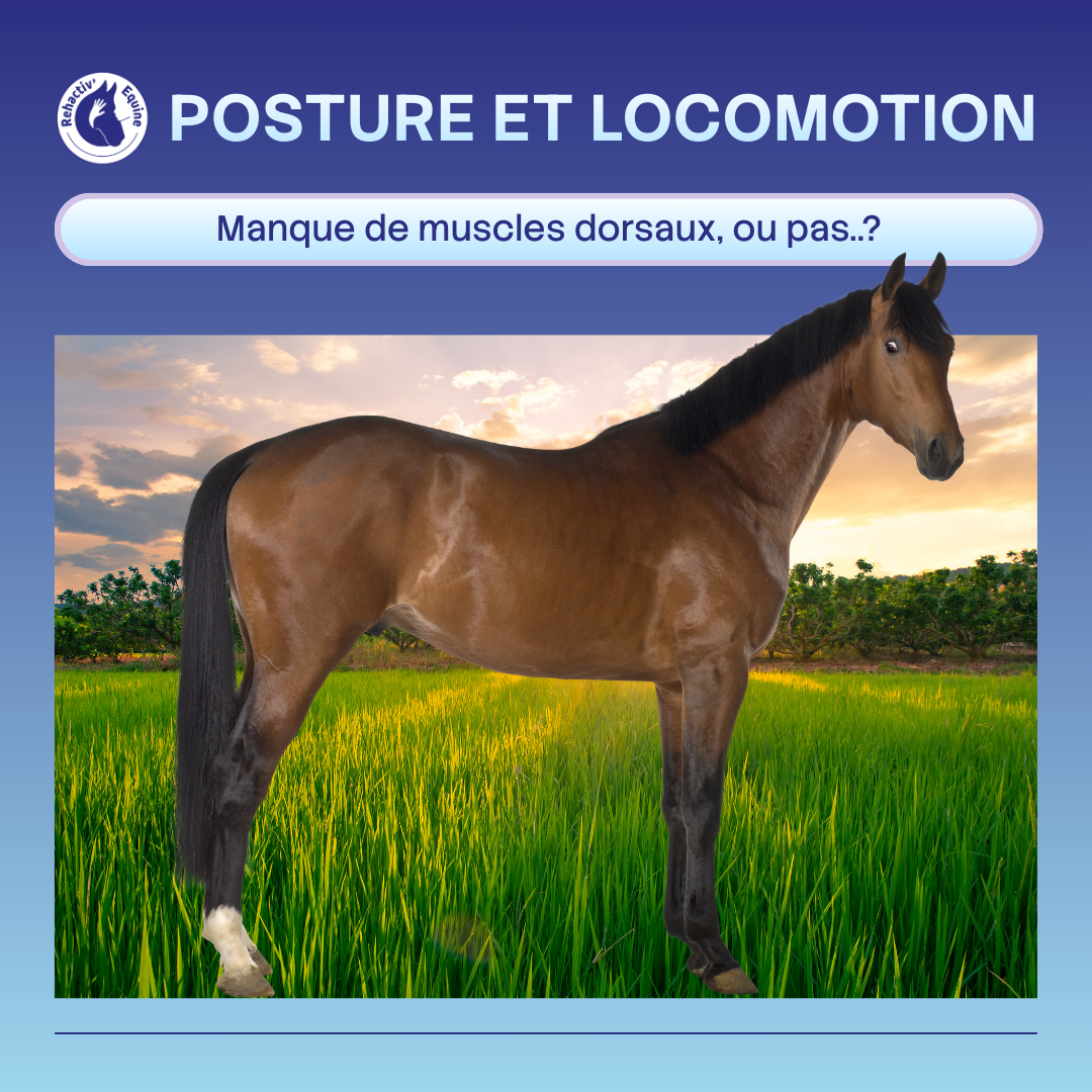 Renforcer les pectoraux