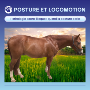 Pathologie Sacro-iliaque du cheval