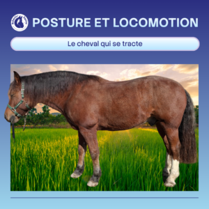 Les triceps du cheval