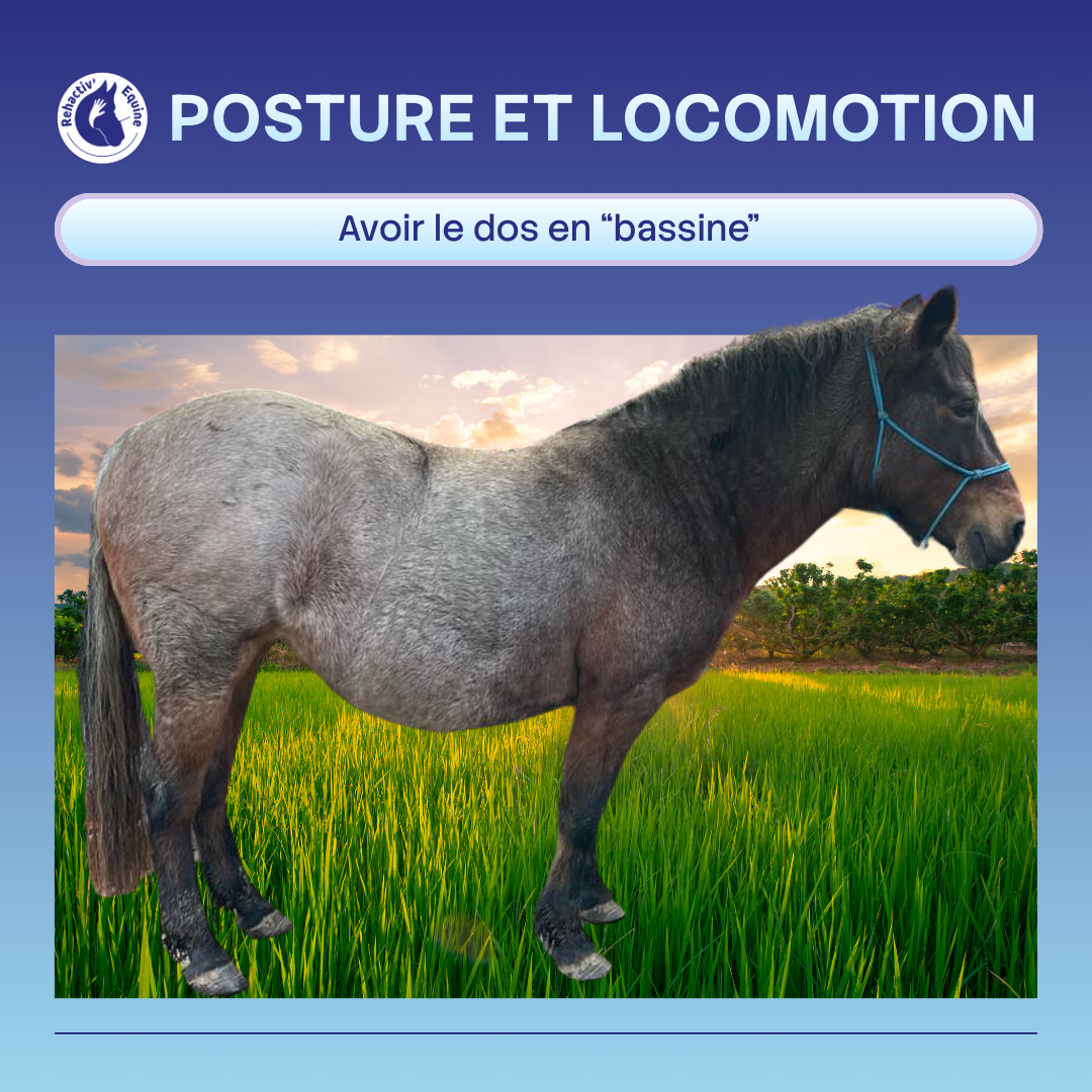 Le dos creux dit en cuvette