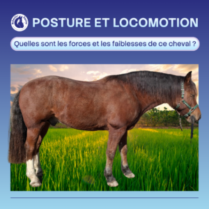 la bosse devant le quartier de la selle