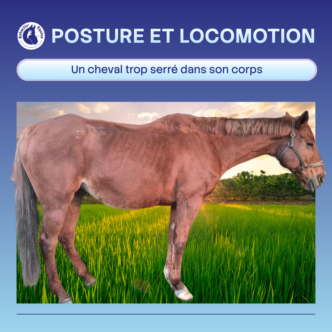 tensions musculaires et posture du cheval